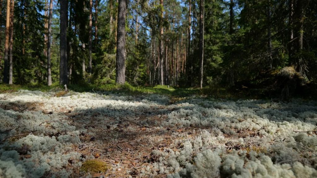 Kuidas alustada tervislikku eluviisi?